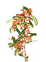 Feuerdornzweig / Pyracantha Hybride