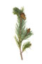 Gemeine Kiefer / Pinus sylvestris
