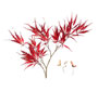 Roter Schlitzahorn / Acer palmatum 'Dissectum Atropurpureum'