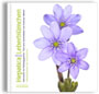 Titelbild zu Hepatica / Leberblümchen, Edition Art&Nature, 2013