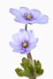 Hepatica x media 'Avatar'