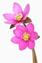 Hepatica HX 26-11