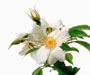 Rosa gigantea Coll. ex Crép., Sektion Chinenses, Wildrosen, eingeführt 1889 aus Birma (Myanmar)