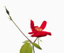 'Sanguinea', Sektion Chinenses, China-Rosen, eingeführt im 19. Jahrhundert aus China