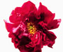 Rosa gallica 'Conditorum' Dieck, Sektion Gallicanae, Gallica-Rosen, eingeführt aus Ungarn von Georg Dieck, Deutschland, 1889