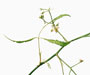 Rosa multiflora 'Watsoniana' Thumb., Sektion Synstylae, Kletternde Multiflora-Rosen, eingeführt aus Japan, vor 1870