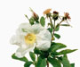 Rosa nutkana var. hispida Fern., Sektion Cinnamomae, Wildrosen, eingeführt 1876 aus Nordamerika