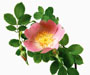 Rosa hibernica Templeton, Sektion Pimpinellifoliae, Interspezifische Hybride, Nordengland