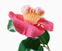 Camellia Higo 'Dewatairin'