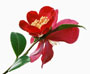 Camellia vernalis ' Yulitide'