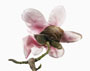 Magnolia sprengeri 'Claret Cup'