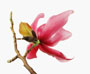 Magnolia sprengeri var. 'Diva'