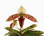 Paphiopedilum sukhakulii