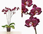 Phalaenopsis 'Jago'