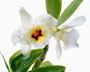 Dendrobium Yuzuki 'Royal'