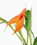 Masdevallia ignea