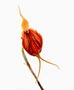 Masdevallia acrochorodonia