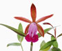 Cattleya dormaniana