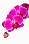 Phalaenopsis 'Damien'