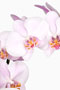 Phalaenopsis 'Ascanio'