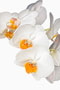 Phalaenopsis 'Sir Dagonet'