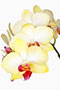 Phalaenopsis 'Olympia'