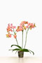Phalaenopsis 'Mimi'