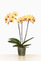Phalaenopsis  'Solid Gold'