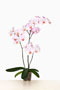 Phalaenopsis 'Ascanio'