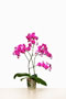 Phalaenopsis 'Castella'