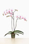 Phalaenopsis 'Lakmé'