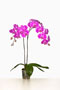 Phalaenopsis 'Wotan'