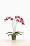 Phalaenopsis 'Backgammon'