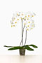 Phalaenopsis 'Anouk'