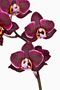 Phalaenopsis 'Jago'