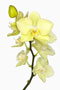 Phalaenopsis  'Domenica'