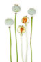 Papaver somniferum