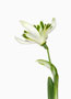 Galanthus ‘Blewbury Tart’, Nivalis