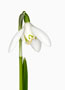 Galanthus ‘Anglesey Abbey’, Nivalis