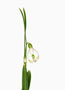 Galanthus nivalis var. scharlockii