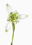 Galanthus ‘Pusey Green Tips’, Nivalis