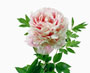 'FEN YU' (rosafarbene Jade), Gansu-Hybride