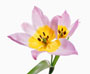 Tulipa spec. saxatalis