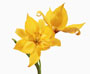 Tulipa spec. sylvestris