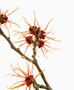 Hamamelis mollis-Sorte, Zaubernuss