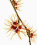 Hamamelis mollis-Sorte, Zaubernuss