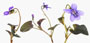 Viola labradorica 'Purpurea'