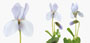 Viola odorata 'Icy White'