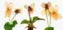 Viola odorata 'Sulphurea'