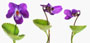 Viola odorata 'Quattre Saisons'